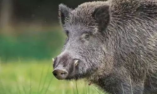 നിപ സ്ഥിരീകരിച്ച മരുതോങ്കര പഞ്ചായത്തിൽ കാട്ടുപന്നി ചത്തനിലയിൽ