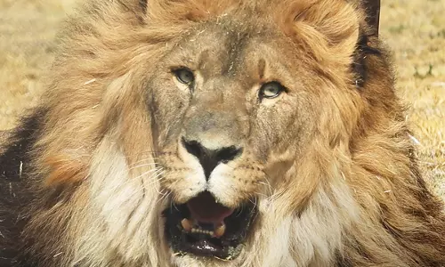 Qatar Airways Armenian Lion