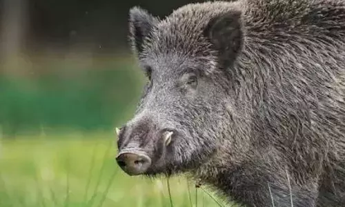 കിണറ്റിൽ വീണ കാട്ടുപന്നിയെ കൊന്ന് കറിവെച്ചു കഴിച്ച നാല് യുവാക്കൾ അറസ്റ്റിൽ