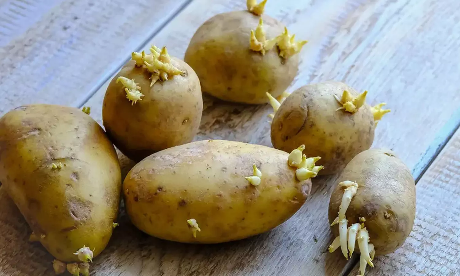 Проращивать картофель в темноте или на свету. Картошка с ростками. Картофель с отростками. Пророщенный картофель.