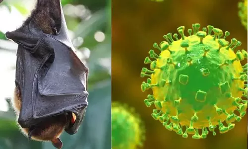 നിപ: ഇടുക്കി അതിർത്തി മേഖലകളിൽ തമിഴ്‌നാട് ആരോഗ്യ വകുപ്പ് പരിശോധന ആരംഭിച്ചു