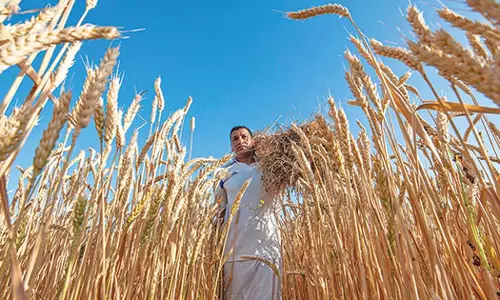 ഒമാനിൽ ഗോതമ്പുത്പാദനം വർധിപ്പിക്കാൻ ലക്ഷ്യമിട്ട് കൃഷി മന്ത്രാലയം