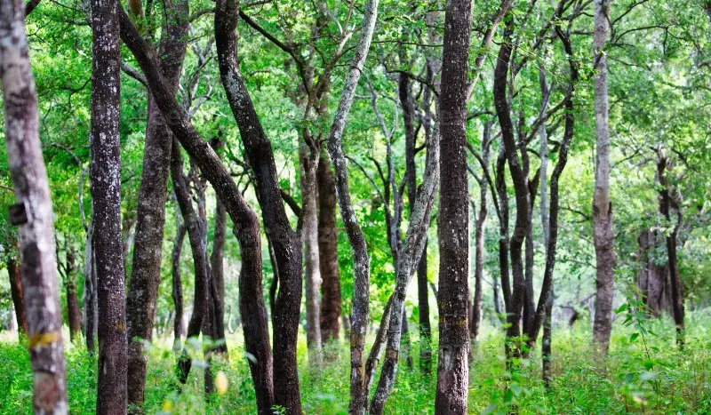 Marayoor sandalwood Marayoor sandalwood