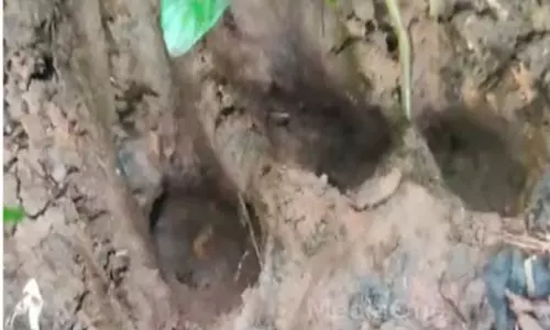 സുൽത്താൻബത്തേരിയില്‍ എസ്റ്റേറ്റ് തൊഴിലാളികൾക്ക് നേരെ കടുവ ആക്രമണം; രക്ഷപ്പെട്ടത് തലനാരിഴക്ക്