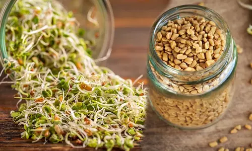 Benefits Of Fenugreek Sprouts , Sprouted Methi Seeds,Benefits Of Sprouted Methi Seeds,ഉലുവ,മുളപ്പിച്ച ഉലുവയുടെ ഗുണങ്ങള്‍,ഉലുവയുടെ ഗുണം,മുളപ്പിച്ച ഉലുവ കഴിക്കാം,മുളപ്പിച്ച ഉലുവ