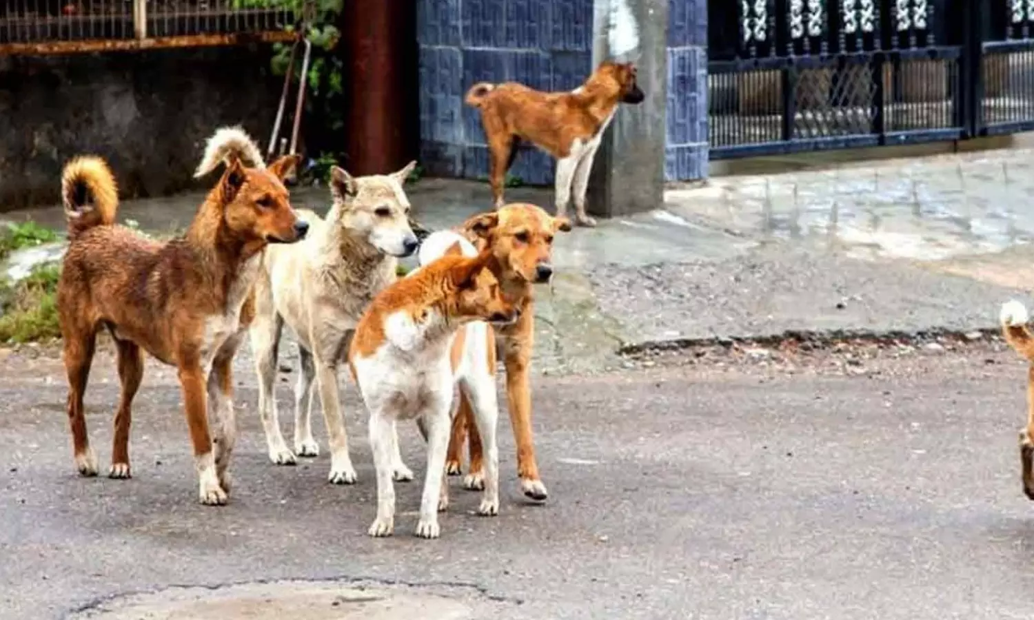 തെരുവ് നായ ശല്യം