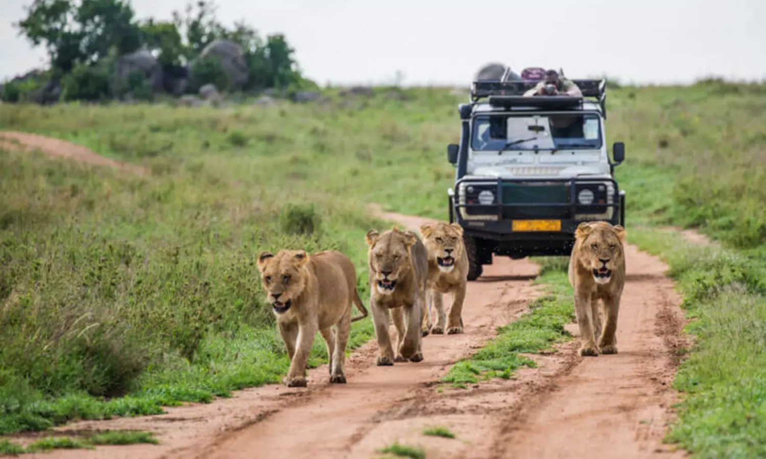 Sharjah Safari park will reopen on Thursday Sharjah Safari park will reopen on Thursday