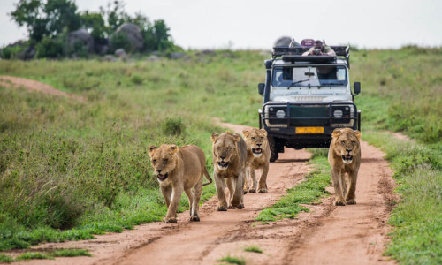 Sharjah Safari park will reopen on Thursday