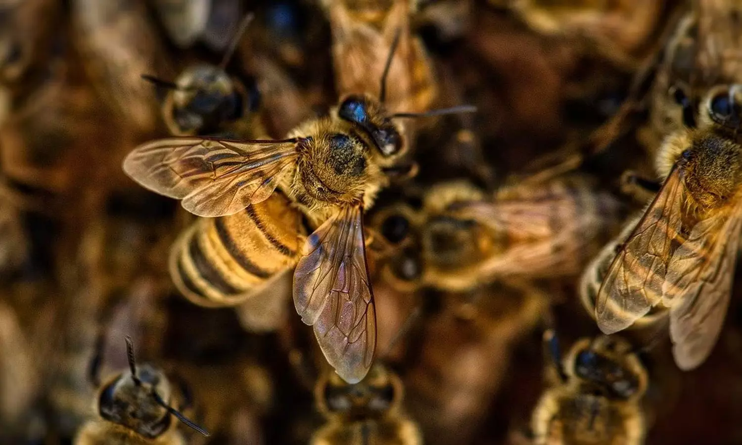 Minor brothers in UP killed in bee swarm attack Minor brothers in UP killed in bee swarm attack