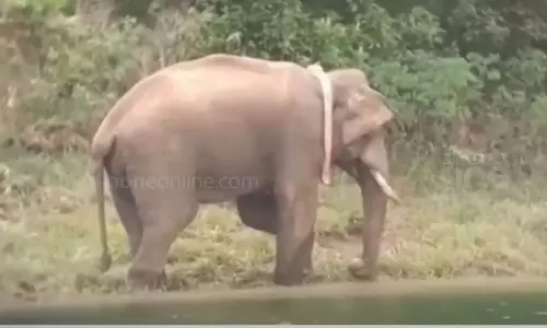 അരിക്കൊമ്പൻ മദപ്പാടില്‍; കേരളത്തിലേക്ക് എത്തില്ലെന്ന് തമിഴ്നാട് വനംവകുപ്പ്