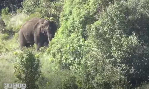 Tamil Nadu Forest Department says arikomban will not reach Kerala