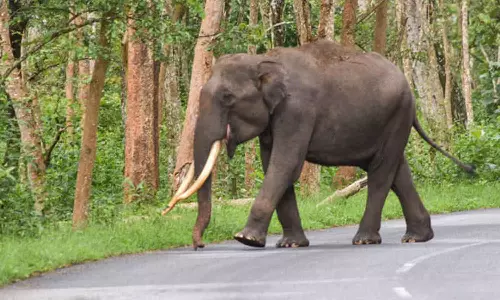 കുട്ടമ്പുഴയിൽ കാട്ടാന ശല്യം രൂക്ഷം; വനപാലകർക്കെതിരെ നാട്ടുകാരുടെ പ്രതിഷേധം