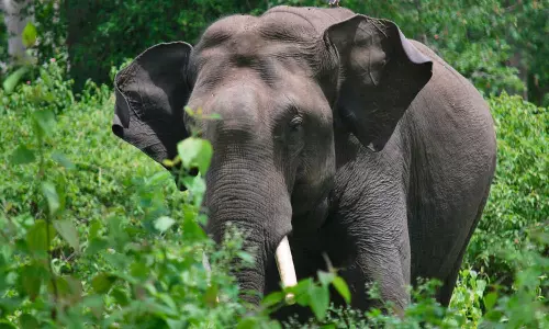 മലപ്പുറത്ത് കാട്ടാനയുടെ ആക്രമണത്തിൽ കർഷകൻ മരിച്ചു
