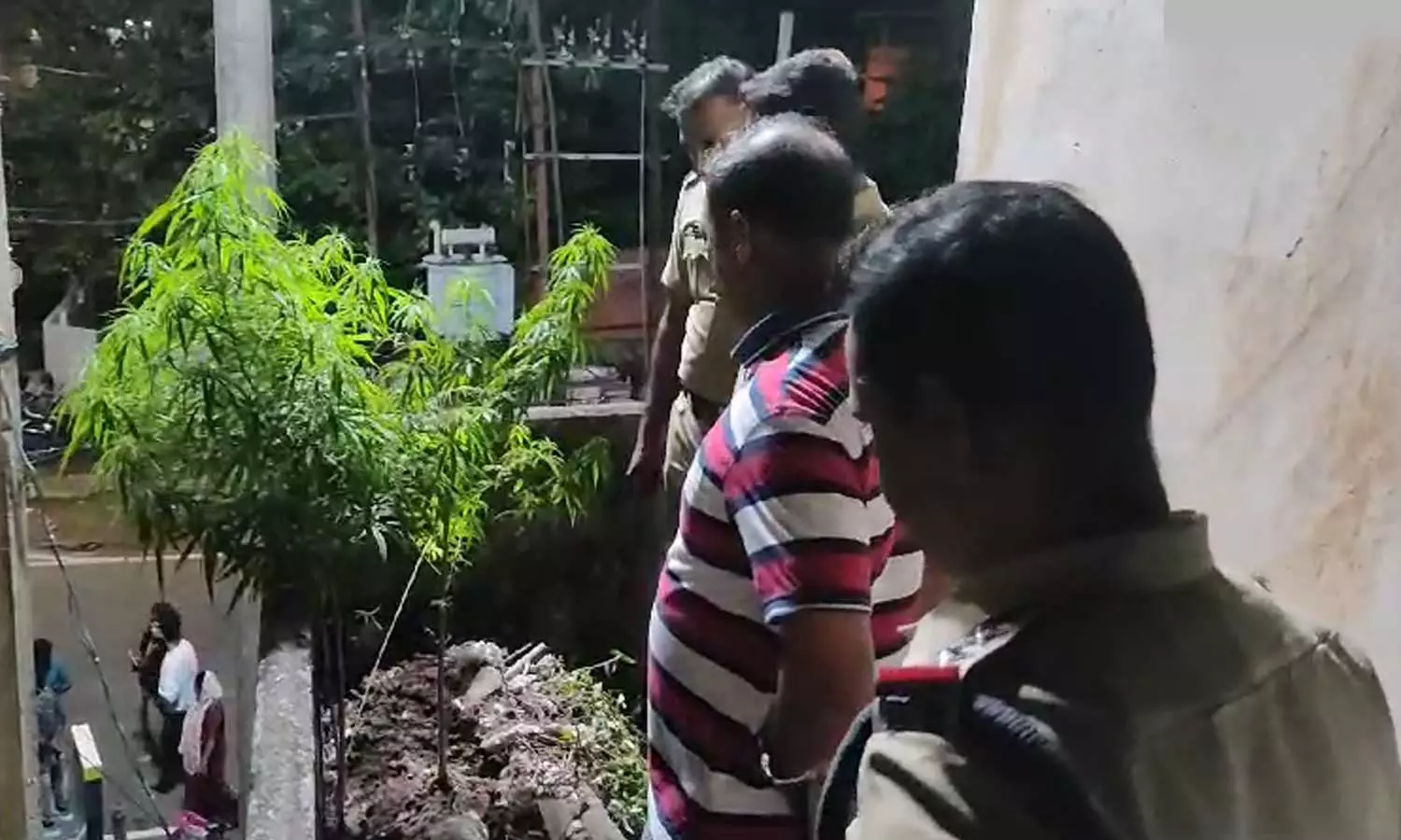 Cannabis cultivation found in the verandah of a locked room in large-scale police raid in Mattancherry, cannabis raid, Mattancherry Cannabis cultivation found in the verandah of a locked room in large-scale police raid in Mattancherry, cannabis raid, Mattancherry