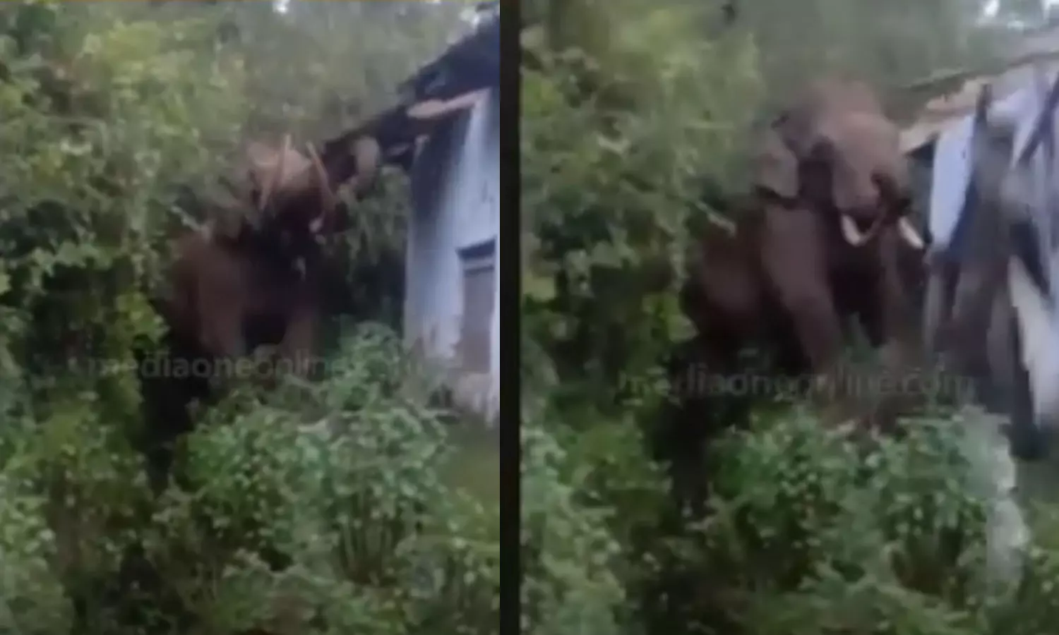 padayappa elephant,elephant attack, Padayappa elephant attack in Munnar,പടയപ്പ ആന,പടയപ്പ വീണ്ടും മൂന്നാറില്‍,മൂന്നാറിൽ വീണ്ടും പടയപ്പയുടെ ആക്രമണം,പടയപ്പ റേഷന്‍കട തകര്‍ത്തു