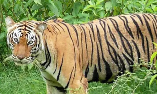 forest department is preparing to drug shoot the tiger in wayanad, wayanad tiger news,drug shoot,വയനാട്,വയനാട്ടില് കടുവയെ മയക്കുവെടിവെക്കാന് തീരുമാനം, കടുവയെ പിടികൂടാന് തീരുമാനം forest department is preparing to drug shoot the tiger in wayanad, wayanad tiger news,drug shoot,വയനാട്,വയനാട്ടില് കടുവയെ മയക്കുവെടിവെക്കാന് തീരുമാനം, കടുവയെ പിടികൂടാന് തീരുമാനം