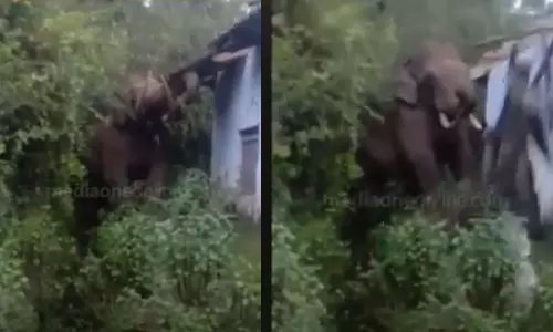 padayappa elephant,elephant attack, Padayappa elephant attack in Munnar,പടയപ്പ ആന,പടയപ്പ വീണ്ടും മൂന്നാറില്‍,മൂന്നാറിൽ വീണ്ടും പടയപ്പയുടെ ആക്രമണം,പടയപ്പ റേഷന്‍കട തകര്‍ത്തു