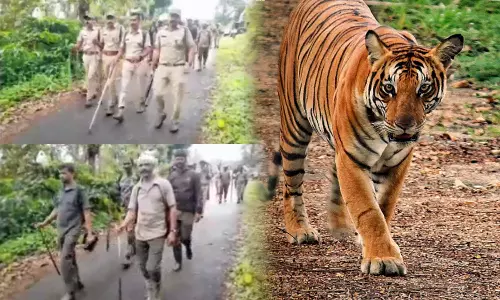 Search for Tiger in Wayanad Panavalli
