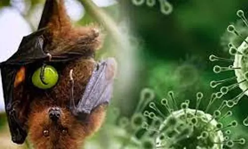 നിപ: പരിശോധനക്കയച്ച മൃഗങ്ങളുടെ സ്രവ സാമ്പിളുകളെല്ലാം നെഗറ്റീവ് നിപ: പരിശോധനക്കയച്ച മൃഗങ്ങളുടെ സ്രവ സാമ്പിളുകളെല്ലാം നെഗറ്റീവ്