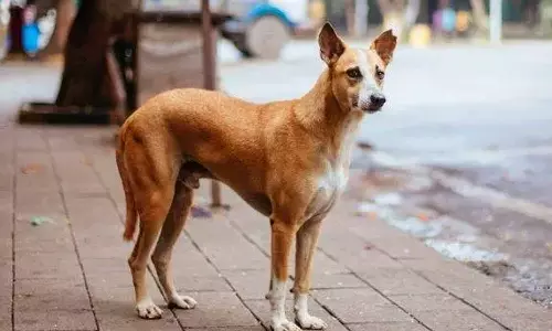 കണ്ണൂരിൽ തെരുവുനായ ആക്രമണം