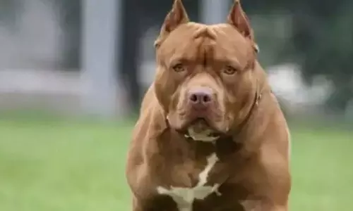 young man was seriously injured in an attack bypitbull dog;  owner was arrested,bypitbull dog attack,ഷൊർണൂരിൽ വളർത്തുനായയുടെ ആക്രമണത്തിൽ യുവാവിന് ഗുരുതര പരിക്ക്; ഉടമ അറസ്റ്റിൽ,latest malayalam news