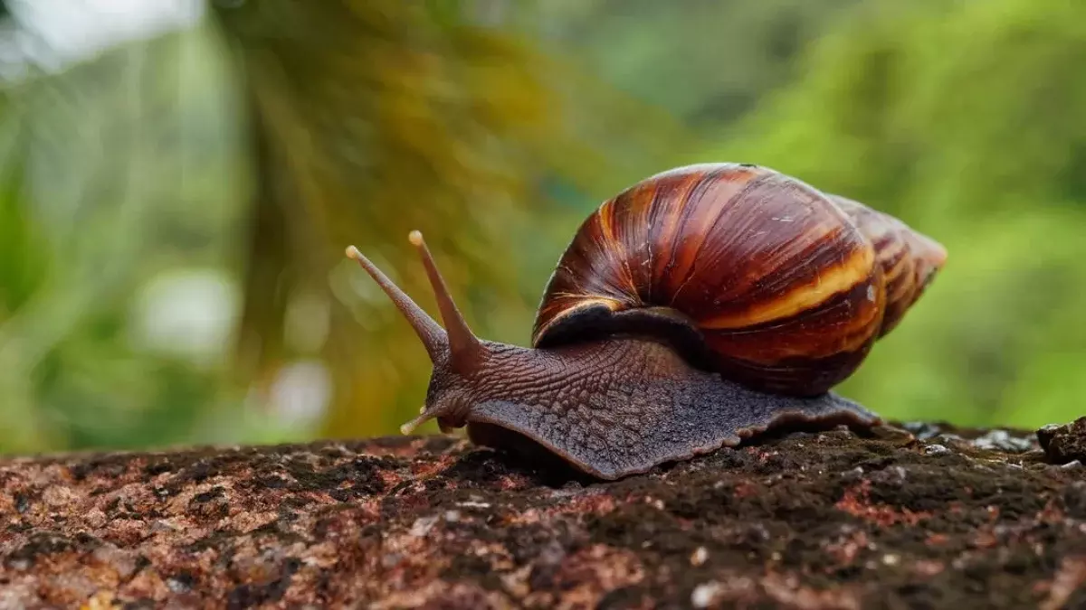 african snail menace