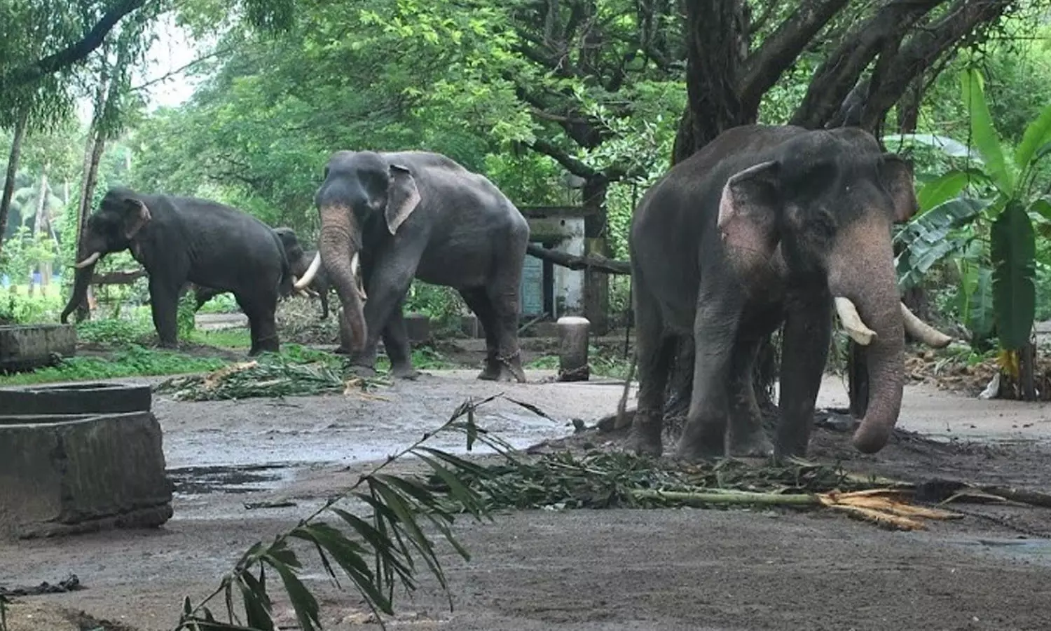 18 ആനകള്‍ക്ക് ഉടമസ്ഥാവകാശ സർട്ടിഫിക്കറ്റില്ല; ഗുരുവായൂർ ആന പരിപാലനത്തിൽ വീഴ്ചയെന്ന് ഹൈക്കോടതി