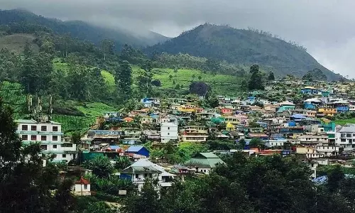 One injured in wild buffalo attack in Munnar