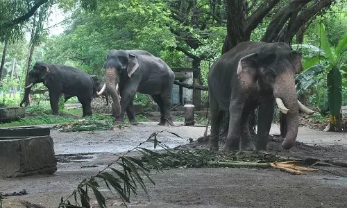 18 ആനകള്‍ക്ക് ഉടമസ്ഥാവകാശ സർട്ടിഫിക്കറ്റില്ല; ഗുരുവായൂർ ആന പരിപാലനത്തിൽ വീഴ്ചയെന്ന് ഹൈക്കോടതി