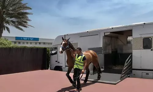 കുതിരകൾക്ക്​ ഇനി യാത്ര എളുപ്പം; എയർ കാർഗോ സംവിധാനം പൂർത്തീകരിച്ച് ഷാർജ വിമാനത്താവളം