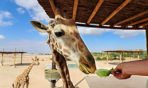 പുതിയ ആകർഷണങ്ങളുമായി ദുബൈ സഫാരി പാർക്ക് ഈമാസം അഞ്ചിന് വീണ്ടും തുറക്കും