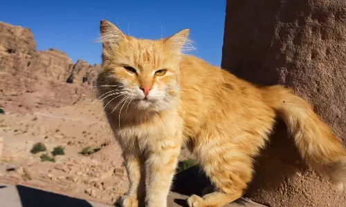 Abu Dhabi launches investigation after 150 cats are found dumped in Al Falah desert, Abu Dhabi launches investigation in cats dumped in desert