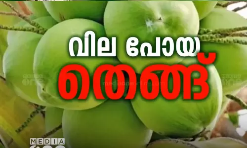 Coconut farmers in the state are facing a serious crisis,Coconut,latest malayalam news,ഉദ്പാദന ചെലവ് കൂടിയതും വരുമാനം കുറഞ്ഞതും തിരിച്ചടി, കൃഷി ഉപേക്ഷിച്ച് നാളികേര കർഷകർ,നാളികേര കർഷകരുടെ ദുരിതം, നാളികേര കര്‍ഷകര്‍ പ്രതിസന്ധിയില്‍