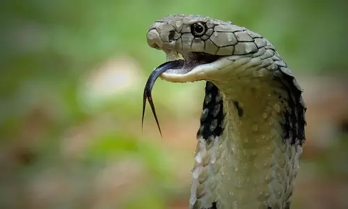 പരിക്കേറ്റ മൂർഖന് ചികിത്സ; യുപിയിൽ നിന്ന് ആംബുലൻസിൽ ഡൽഹിയിലെത്തിച്ചു പരിക്കേറ്റ മൂർഖന് ചികിത്സ; യുപിയിൽ നിന്ന് ആംബുലൻസിൽ ഡൽഹിയിലെത്തിച്ചു