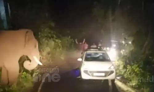 അതിരപ്പിള്ളിയിൽ കബാലിയെ പ്രകോപിപ്പിച്ചയാൾ പിടിയിൽ