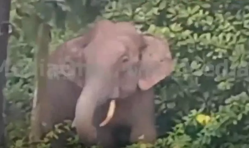 കണ്ണൂര് ഉളിക്കലില് പരിഭ്രാന്തി പരത്തി കാട്ടാന; കാട്ടിലേക്ക് തുരത്താൻ ശ്രമം തുടരുന്നു കണ്ണൂര് ഉളിക്കലില് പരിഭ്രാന്തി പരത്തി കാട്ടാന; കാട്ടിലേക്ക് തുരത്താൻ ശ്രമം തുടരുന്നു