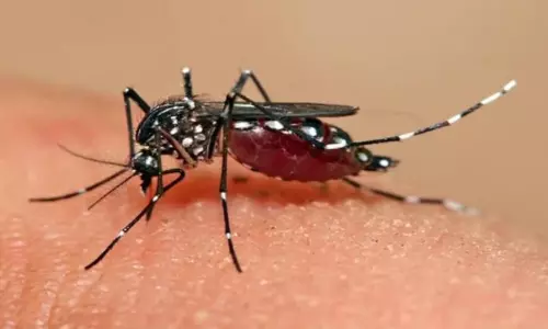 dengue cases