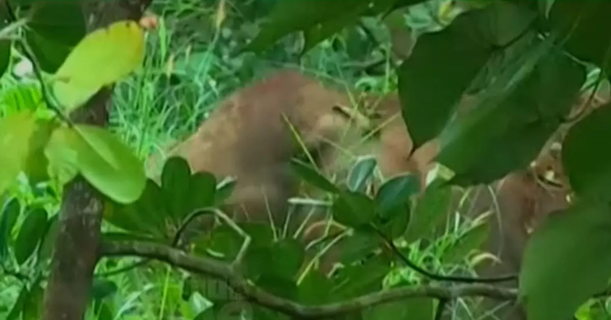 In Kannur Ulikal, the dead body was found on the elephants path.In Kannur Ulikal, the dead body was found on the elephants path. In Kannur Ulikal, the dead body was found on the elephants path.In Kannur Ulikal, the dead body was found on the elephants path.