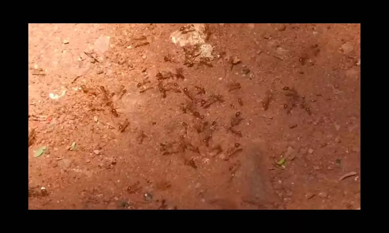 People who had to leave because of ants People who had to leave because of ants