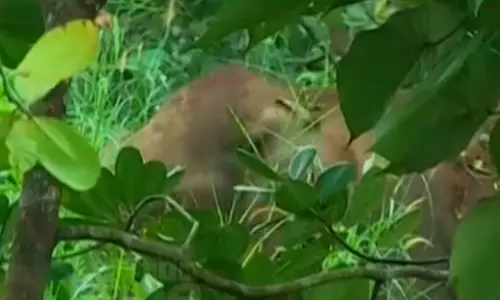 In Kannur Ulikal, the dead body was found on the elephants path.In Kannur Ulikal, the dead body was found on the elephants path.