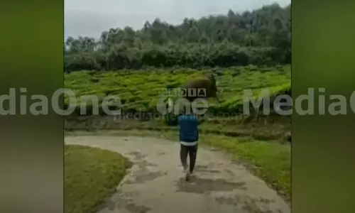 Youth provoked Padayappa in Munnar