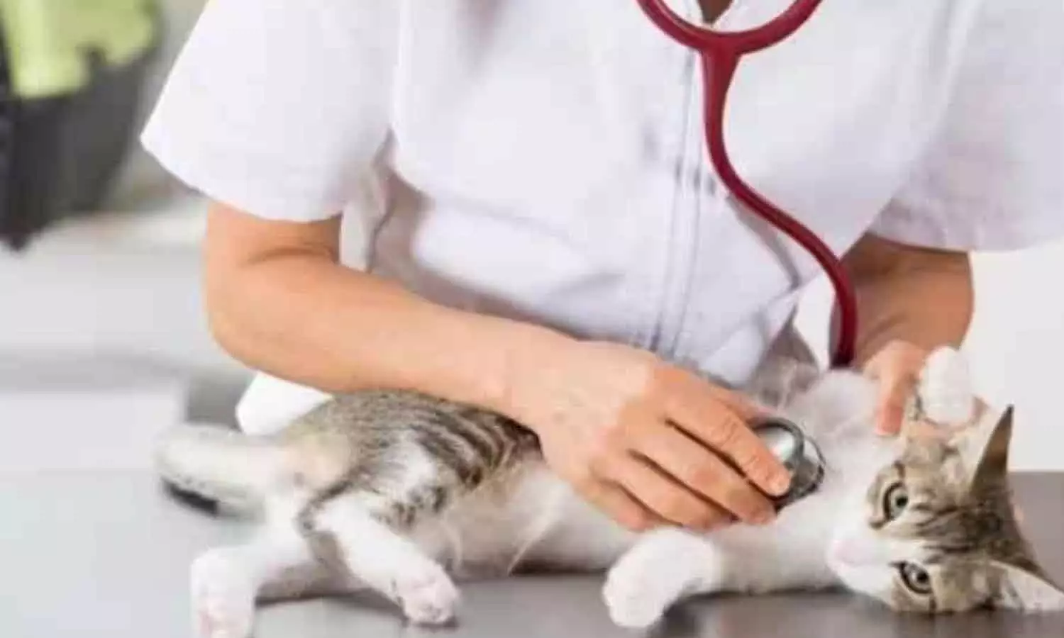 ലക്ഷദ്വീപിൽ വെറ്ററിനറി അസി.സർജൻമാരുടെ ഒഴിവുകളിലേക്ക് താൽക്കാലിക നിയമനം നടത്തുന്നു ലക്ഷദ്വീപിൽ വെറ്ററിനറി അസി.സർജൻമാരുടെ ഒഴിവുകളിലേക്ക് താൽക്കാലിക നിയമനം നടത്തുന്നു