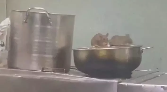 ട്രെയിനിലെ പാൻട്രി കാറിൽ നിന്ന് ഭക്ഷണം കഴിക്കുന്ന എലി, വീഡിയോ വൈറൽ; പ്രതികരിച്ച് റെയിൽവേ