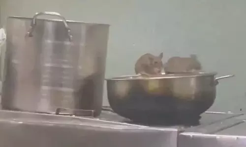 ട്രെയിനിലെ പാൻട്രി കാറിൽ നിന്ന് ഭക്ഷണം കഴിക്കുന്ന എലി, വീഡിയോ വൈറൽ; പ്രതികരിച്ച് റെയിൽവേ