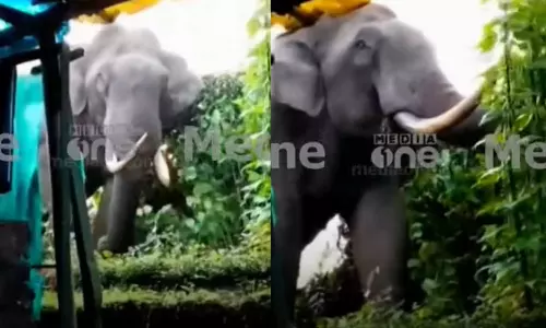 Padayappa destroyed crops in Munnar