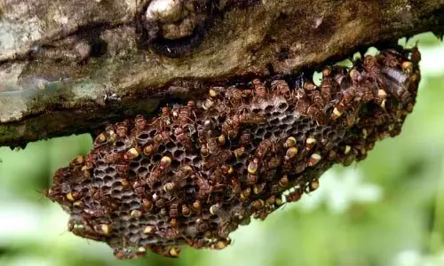 wedding ceremony in Kannur,  stung by wasps, kadananl, latest malayalam news, കണ്ണൂരിലെ വിവാഹ ചടങ്ങ്, കടന്നൽ കുത്തി, ഏറ്റവും പുതിയ മലയാളം വാർത്ത
