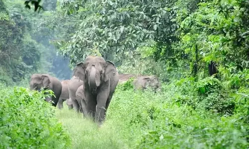 Forest, Kothamangalam, Kuttampuzha, latest malayalam news, elephent, വനം, കോതമംഗലം, കുട്ടമ്പുഴ, ഏറ്റവും പുതിയ മലയാളം വാർത്തകൾ, ആന