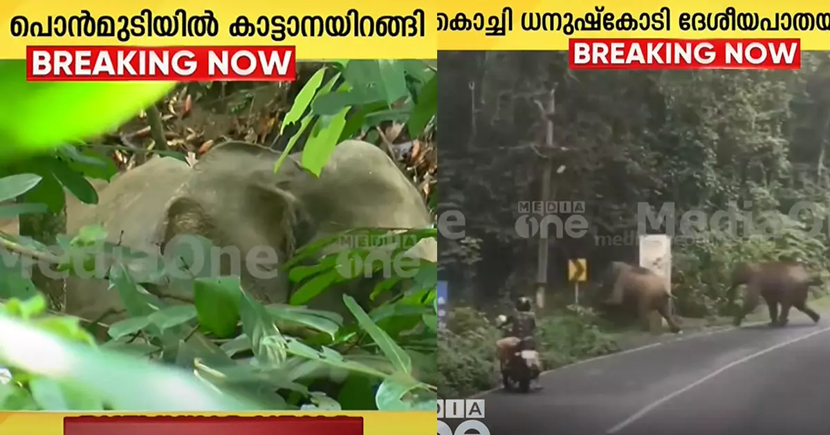 wild elephant came down in Ponmudi and Neryamangalam