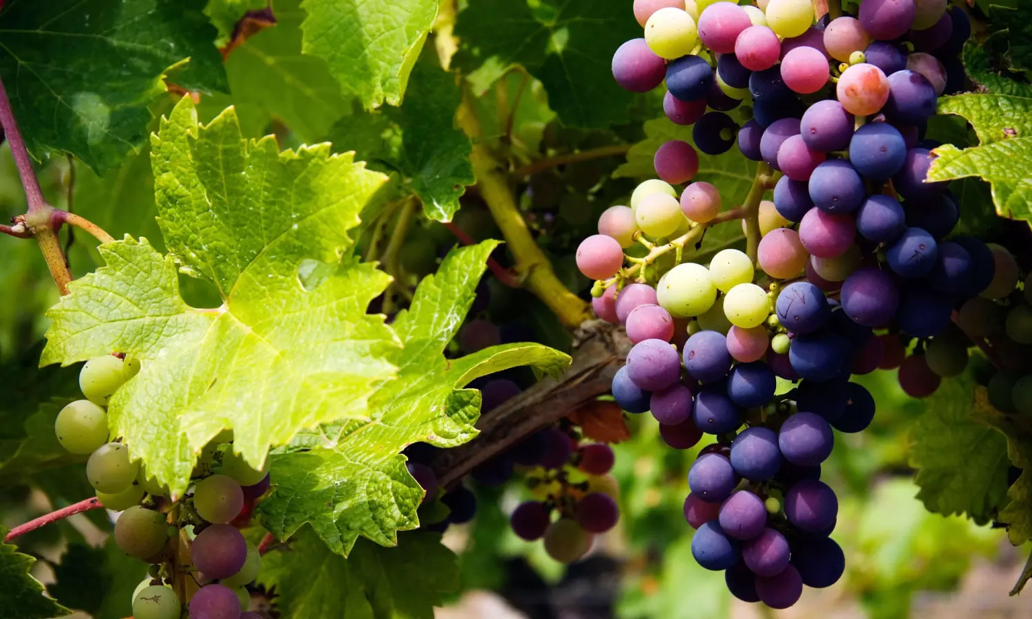 Health benefits of Grapes Health benefits of Grapes