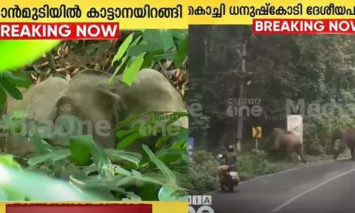 wild elephant came down in Ponmudi and Neryamangalam